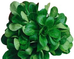 Lettuce Seeds - Verte de Cambrai - 25 grams