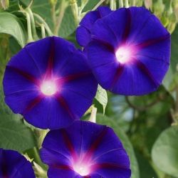 Flower Seeds - Ipomea purpurea "Grandpa Ott" - 60 seeds (2 g.)