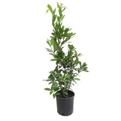 Bay leaf (Laurus nobilis) - 5seeds