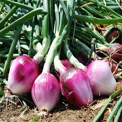 Sweet Onion Seeds - Tropea Rossa Tonda - 5 g