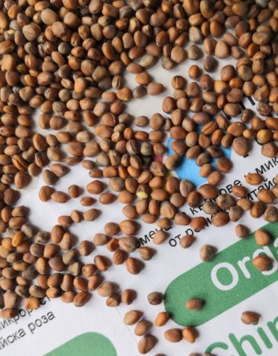 China Rose Radish Seeds 300 g