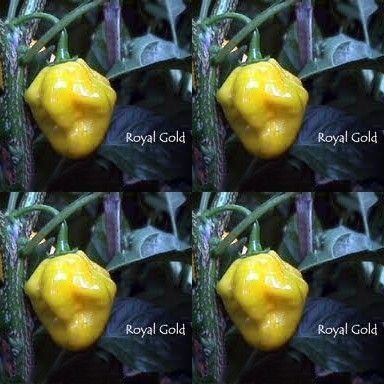 Hot Peppers - Royal Gold - 10 seeds