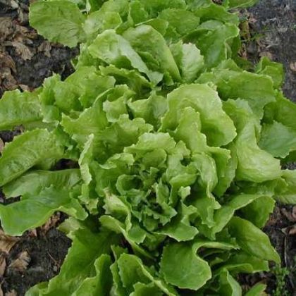 Lettuce - ANDIJVIE "Nummer Vijf 2" ± 1750 seeds (3 g)