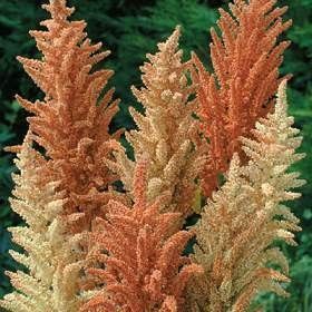 Amaranth/Spring Palette flower seeds - 1500 pieces (1g)