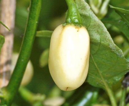 Chili Pepper Seeds - White Molly/ White Bullet - 15 pcs