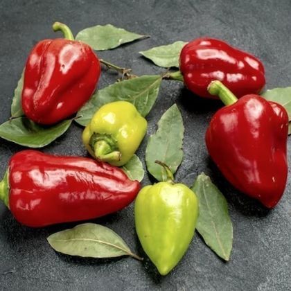 Chili Pepper Seeds - Kampanaki - 15 pieces