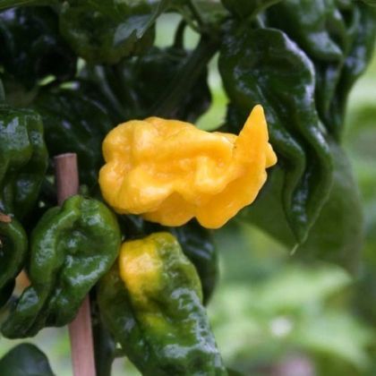 Chili Pepper Seeds - Limòn -15 pieces