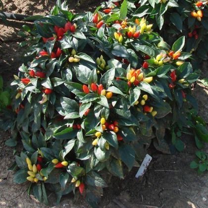 Семена от Люти Чушки - Starburst - 15 броя