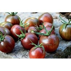 Cherry tomatoes - Black Cherry - 25 seeds