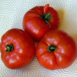 Tomato - Reine des Hâtives - 15 seeds