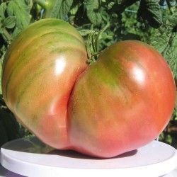 Tomato - First Mate - 15 seeds