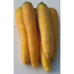 Winter Carrot - Yellow Intermediate - about 1950 seeds (3g)