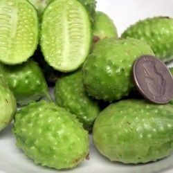 Cucumber - West India(n) Burr Gherkin