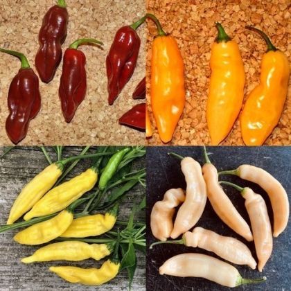 "Limòn Colormix" Chili pepper seeds - 25 pcs.