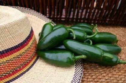 "Early Jalapeno" Chili pepper seeds - 25 pcs.