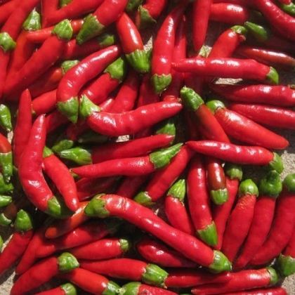 "Hot Demon Red" Chili pepper seeds - 10 pcs.