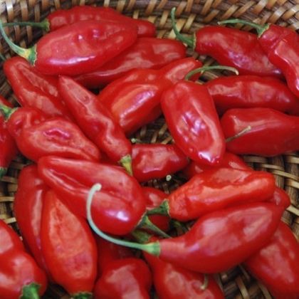 "Dong Xuan Market" Chili pepper seeds - 15 pcs.