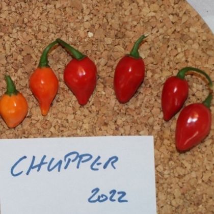 "Chupper" Chili pepper seeds - 15 pcs.