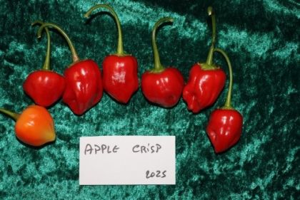 "Apple Crisp" Chili pepper seeds - 15 pcs.