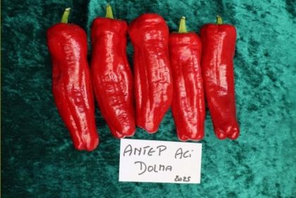 Семена от люти чушки сорт "Antep Aci Dolma" - 15 бр.