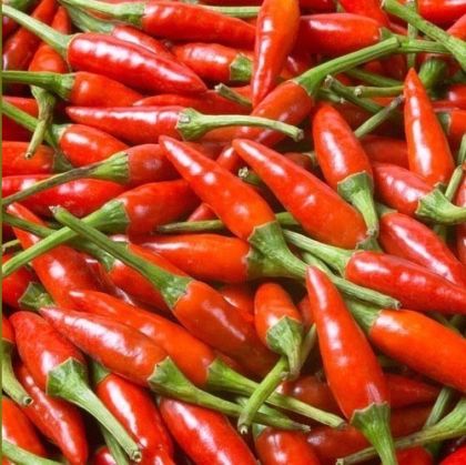 "Tabasco Red" Chili pepper seeds - 10 pcs.