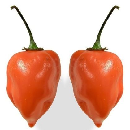 Семена от люти чушки тип Adjuma, сорт "Хабанеро Портокал" (Habanero Orange) - 15 бр.