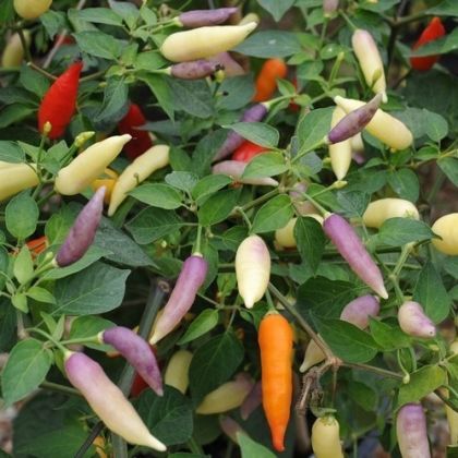"Aji Omnocolor" Chili pepper seeds - 15 pcs.
