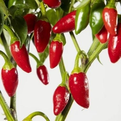 "Aji Picante de Eusebio" Chili pepper seeds - 15 pcs.