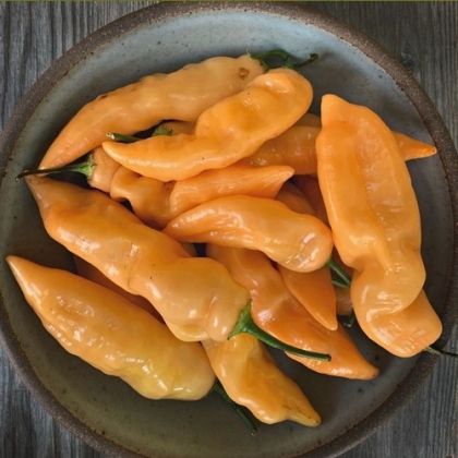 "Sugar Rush Orange" Chili pepper seeds - 15 pcs.