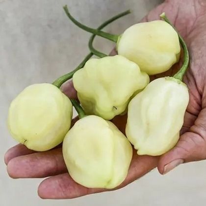 "Sugar Rush Cream" Chili pepper seeds - 15 pcs.