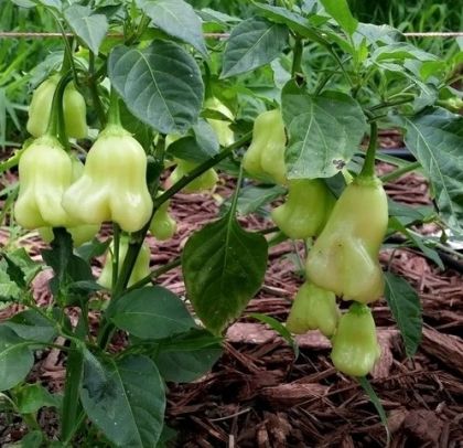"Aji White Fantasy" Chili pepper seeds - 15 pcs.