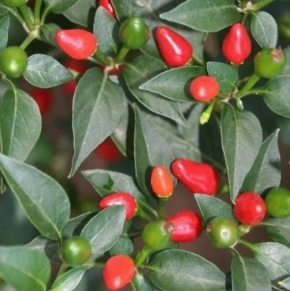 "Shata Baladi" Chili pepper seeds - 15 pcs.