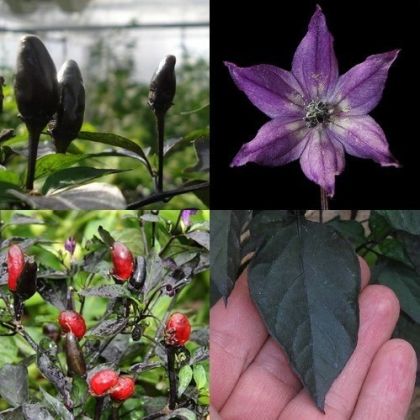 "Black Royal" Chili pepper seeds - 15 pcs.