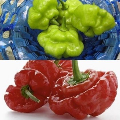 "Aji Dulce" Chili pepper seeds - 15 pcs.