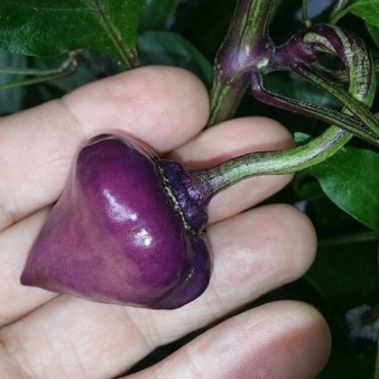"Purple UFO" Chili pepper seeds - 15 pcs.
