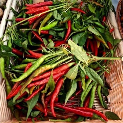 "Poinsettia Dark" Chili pepper seeds - 15 pcs.