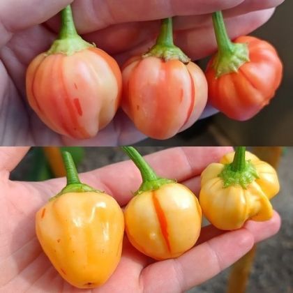 Семена от люти чушки сорт "Раирана праскова" (Peppapeach Stripey) - 10 бр.