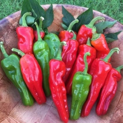 "Peperone Friariello" Chili pepper seeds - 90 pcs.