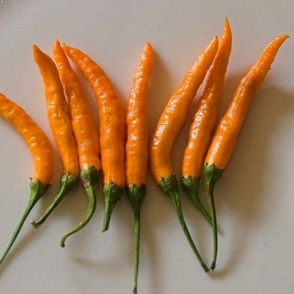 "Orange Thai" Chili pepper seeds - 15 pcs.