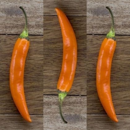 "Nepali Orange" Chili pepper seeds - 15 pcs.