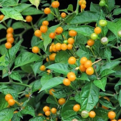 "Aji Charapita" Chili pepper seeds - 15 pcs.