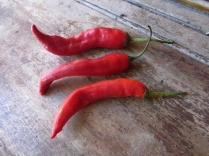 "Aji Colorado" Chili pepper seeds - 15 pcs.