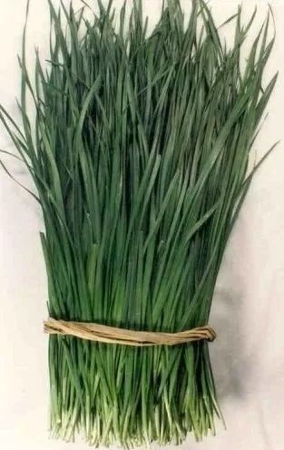 Chesnov Onion (Allium tuberosum) - 1500 br (±) / 5 g seeds