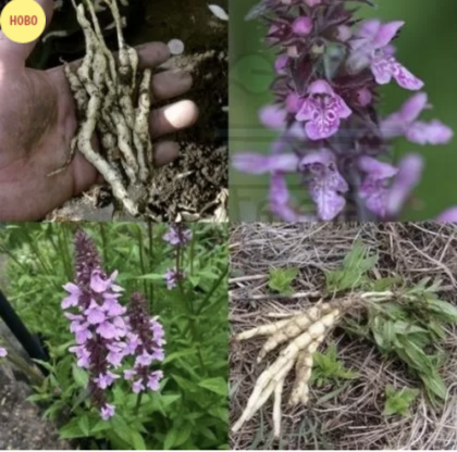 Marsh Mallow plant seeds  (Althaea officinalis) 1g seeds