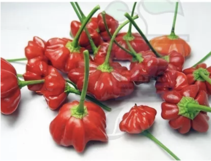 Семена от перуански люти чушки сорт "Морска звезда" (Aji Brazilian Starfish) 15 бр