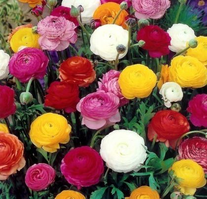 Seeds of a mix of Japanese flowers for 5-10 m2 (10 g)