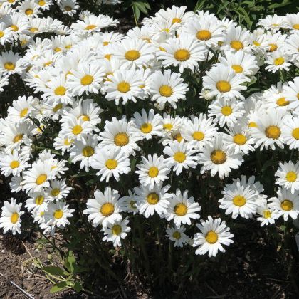 Flower Seeds - Margarita (Ox-eye Daisy) - 3500 pieces
