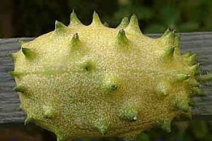 Семена  от Кивано / Африканска рогата краставица (KIWANO) - 15 броя