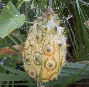 Семена  от Кивано / Африканска рогата краставица (KIWANO) - 15 броя