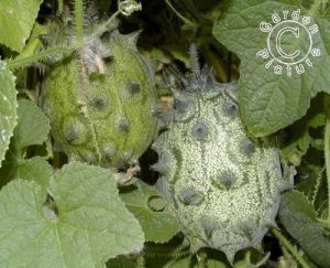 Семена  от Кивано / Африканска рогата краставица (KIWANO) - 15 броя